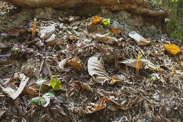 stingless bee hive in tree. insect nest