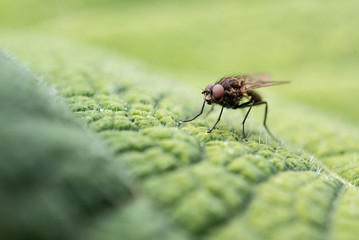 Makrofoto Fliege auf Blatt