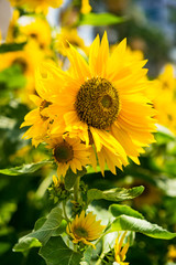 sun flower in the field