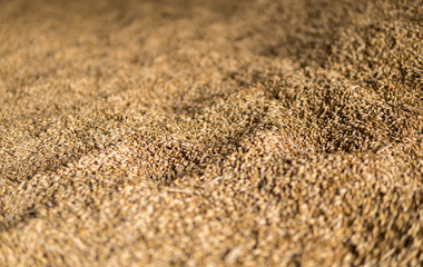 Fototapeta na wymiar wheat seed detail
