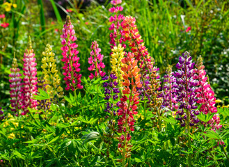 Lupine flowers blooming at spring garden