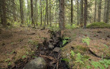 Dry stream in coniferous forest in sweden caused by the prolonged heat last summer