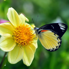 butterfly on flower