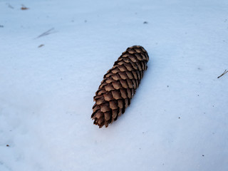A bump on the snow close up. Pine cone. Cone close up.