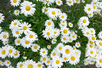 many blooming white daisies in the meadow. View from above.