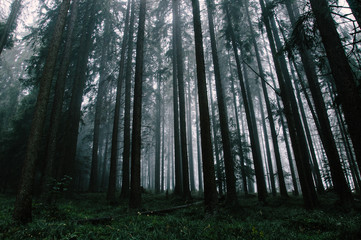 Fototapeta premium forest in fog