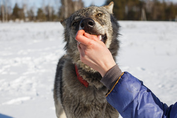 The girl feeds from the hands of the wild gray wolf when he grins