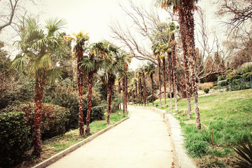 Fototapeta premium well-groomed path goes into distance in park