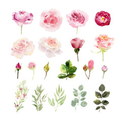 A collection of hand painted watercolor flowers roses - 251184246