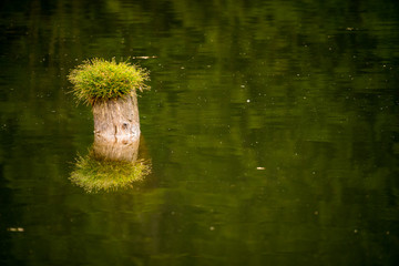 tree trunk in the water