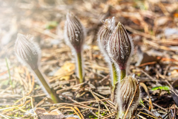 Flower buds, Pasqueflower close-up. The first spring flowers