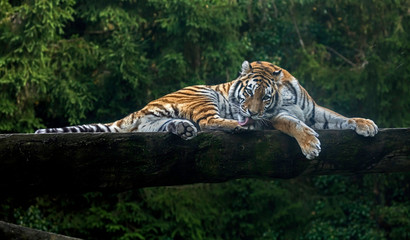 Siberian tiger on the beam licking its foot. Latin name - Panthera tigris altaica