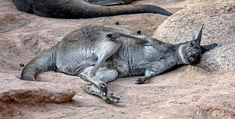 Eastern grey kangaroo. Latin name - Macropus giganteus © Mikhail Blajenov
