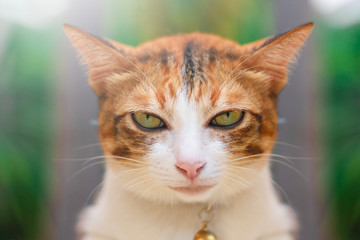 Thai cat playing on the field on blurred tree background