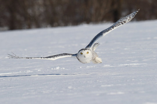 Harfang des neiges 