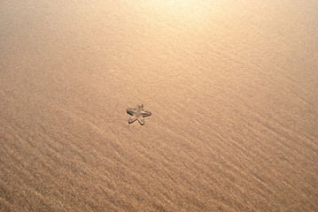 Starfish  on the summer beach in sea water. Summer background. Summer time
