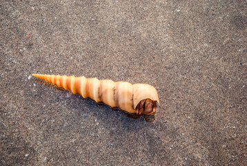  Turritella shell in the water on the beach