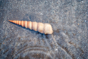  Turritella shell in the water on the beach