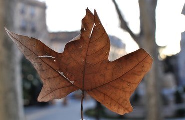 Dried leaf with a blurry city background