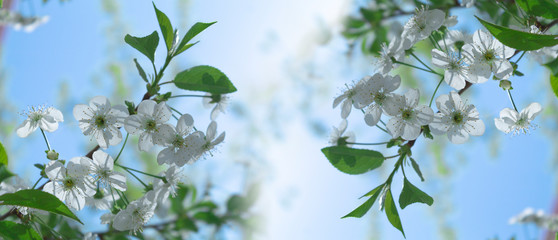 Spring abstract floral background. Spring flowering of apple, cherry.