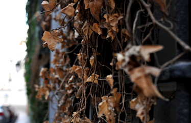 dried leaves vine in the street