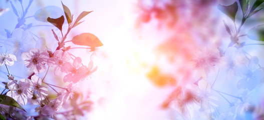 Obraz na płótnie Canvas Spring abstract floral background. Spring flowering of apple, cherry.
