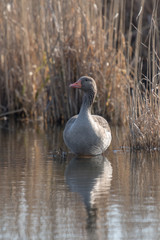 Frontal shot greylag sits on a small island in front of blurred reed background