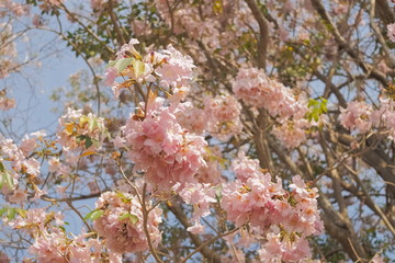 Beautiful Pink Trumpet Tree or Tabebuia Rosea blossom blooming on tree texture background, Chompu Pantip Road, Kasetsart University, Kamphaeng Saen Campus, Nakhon Pathom, Thailand.