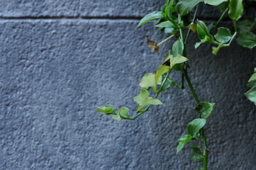 Close up green plants in a building wall background