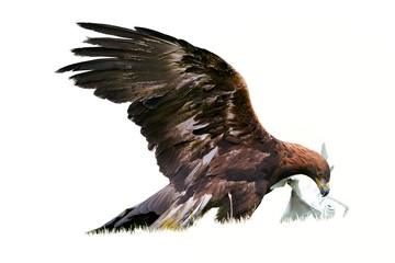 Isolated on white background, Golden eagle, Aquila chrysaetos with drone quadcopter in claws. Falconry training for airfield protection against drones. Drone hunter, white copter catched by eagle.
