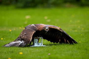 Falconry training for airfield protection against drones. Golden eagle, Aquila chrysaetos against...