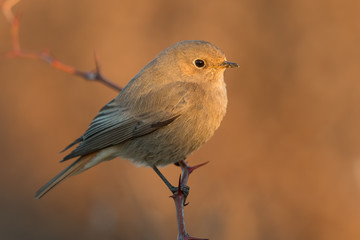 Black Redstart 00001
