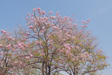 Beautiful Pink Trumpet Tree or Tabebuia Rosea blossom blooming on top tree with blue sky background, Chompu Pantip Road, Kasetsart University, Kamphaeng Saen Campus, Nakhon Pathom, Thailand.