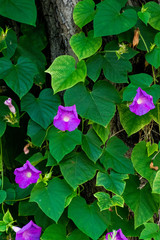 Der Fr&uuml;hling erwacht