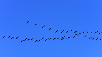 Grane, sky, birds, Spring, blue, nature