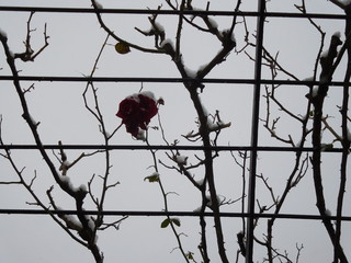 róża w śniegu, Schonbrunn © Micha