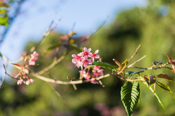 cherry blossom