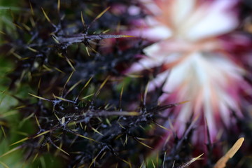 macro di un cardo selvatico