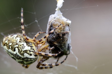 ragno che, con il suo filo, imbriglia una preda