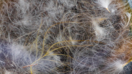abstract background feather