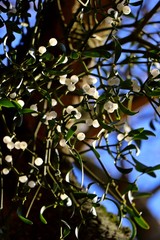 Mistletoe close up  with ripe white berries.