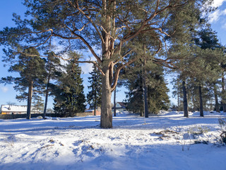Swings on a tree in the woods in winter. Swing empty in the forest