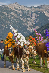 Das Ende des Almsommers