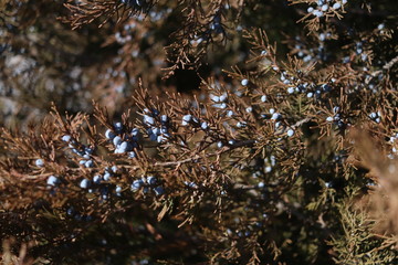 juniper, close view of cones and needles