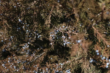 juniper, close view of cones and needles