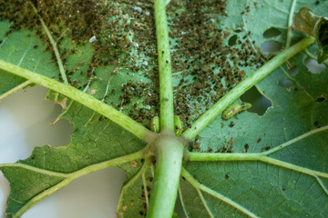 Pests, Cotton Aphid, Cotton Bollworm, Pseudococcidae and Thrips palmi karny on a okra leave - obrazy, fototapety, plakaty