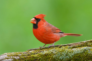 Northern Cardinal against a natural forest background