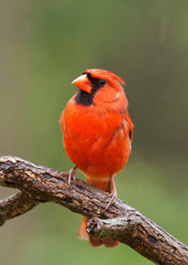 Northern Cardinal against a natural forest background