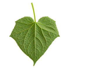 Fototapeta premium Cucumber leave on white background