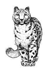 Wild cat. Snow leopard. Clipart for art work and weddind design.